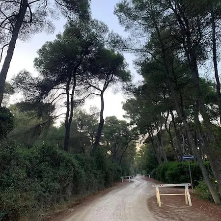 Felicita Con Giardino Immerso Nel Bosco Chalet